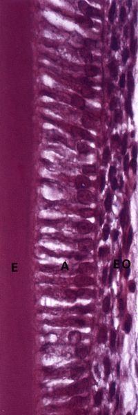 Stages of tooth development bell ameloblasts (enameloblasti) from