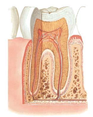 Teeth parts crown (corona) neck