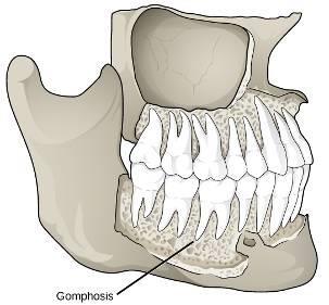 Teeth fixation gomphosis (socket) = dentoalveolar joint located in bony