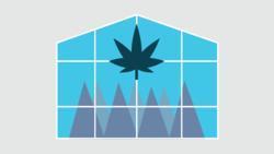 Safeguards for Cannabis Sales Albertans of legal age will be able to purchase cannabis products from retailers that will receive their products from a governmentregulated distributor.