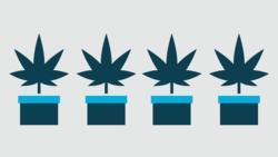 Growing Cannabis Making sure Albertans can access legal cannabis is an essential part of the Province s strategy to eliminate the illicit market.