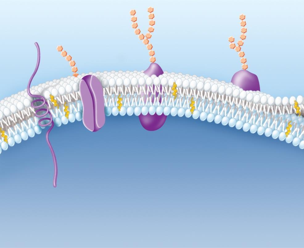 Biological membranes involve lipids phospholipids make up the two layers of the membrane cholesterol is embedded within the membrane Figure 3.