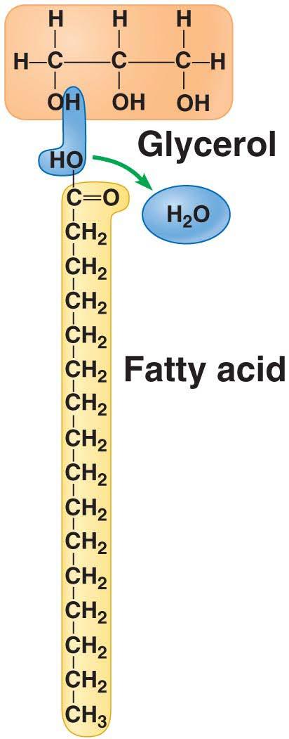 Lipids: Fats Structure: a glycerol backbone with fatty acid tails attached