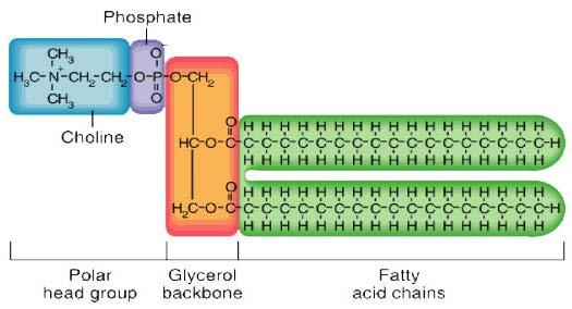 Phospholipids 1 glycerol, 2 fatty acids, and a phosphate group hydrophilic end (polar) and hydrophobic end