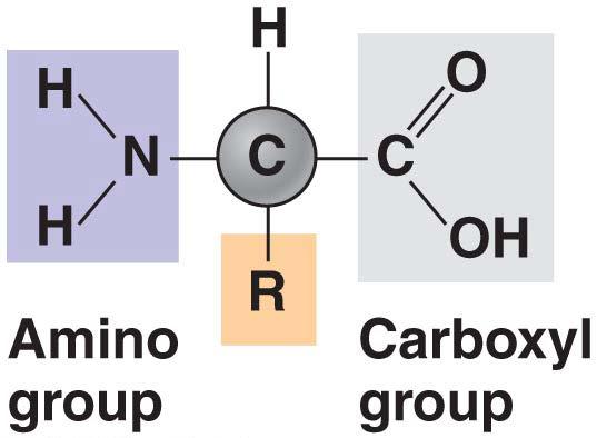 Amino acids central carbon