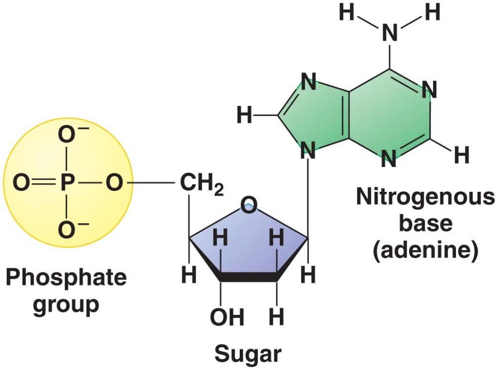 Nucleotide structure three parts 5 carbon sugar phosphate