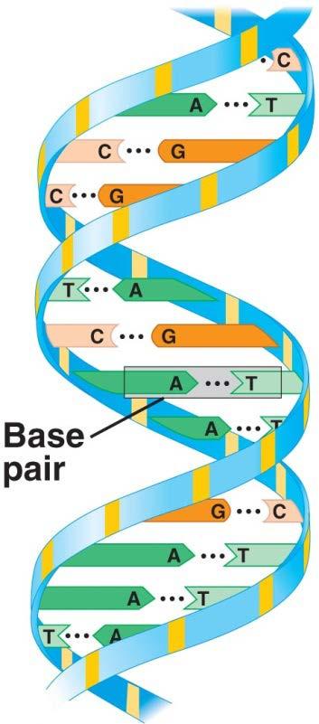 Comparing DNA & RNA
