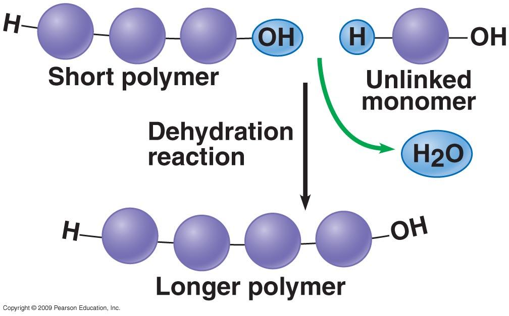 Making polymers: Dehydration