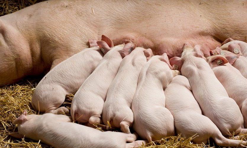 3/5/2018 The use of medium chain fatty acids as alternatives to antibiotic use in pigs - VIV Online News The use of medium chain fatty acids as alternatives to antibiotic use in pigs Written by