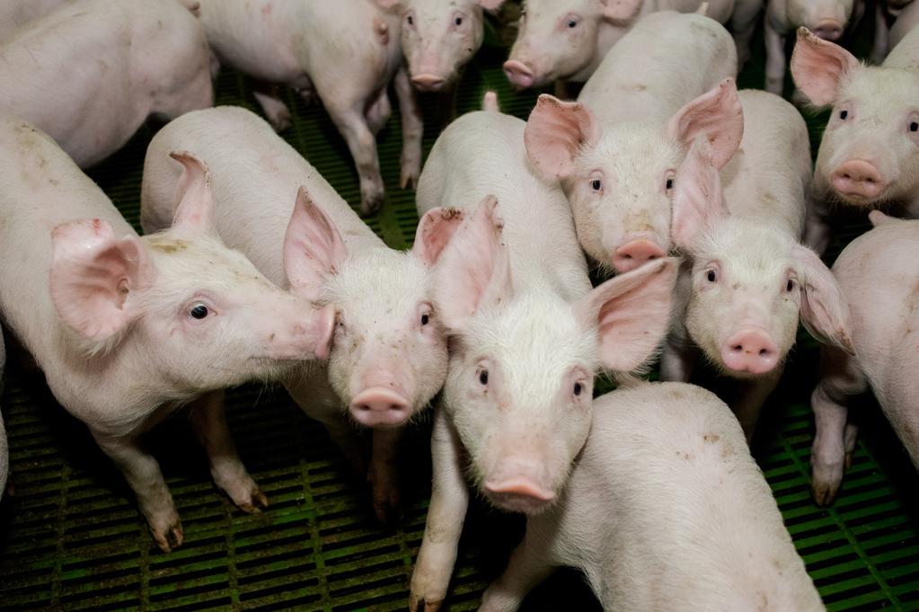 3/5/2018 The use of medium chain fatty acids as alternatives to antibiotic use in pigs - VIV Online The importance of a healthy gut cannot be underestimated.