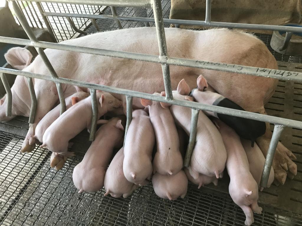 related problems. Furthermore, MCFA s can increase the energy available for newborn piglets, by increasing the glycogen reserves in piglets.