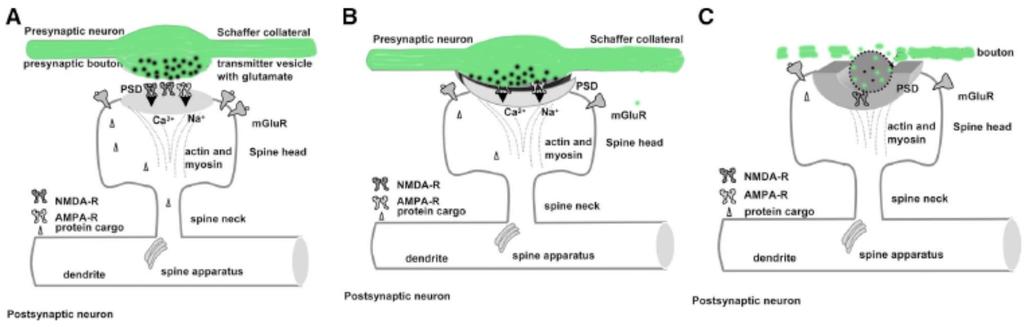Loss of pre- and post-synaptic elements Is the axon transected by the degeneration of the synapse?