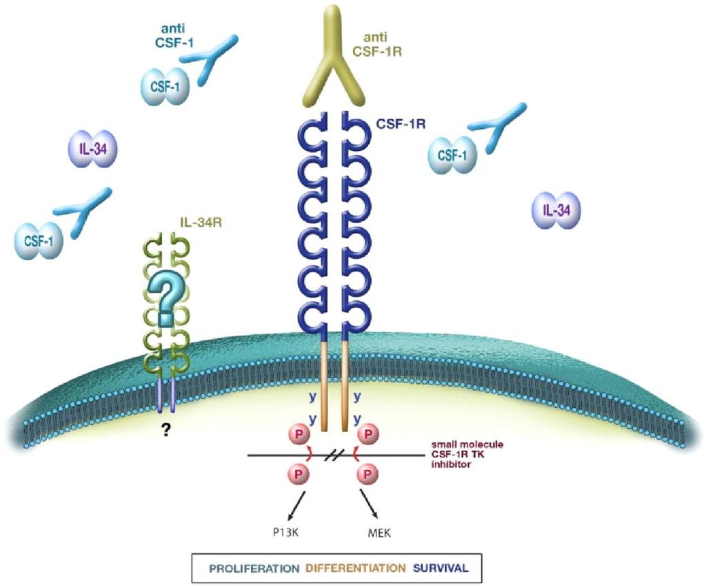 Strategies to inhibit CSF-1R: immune-modulation by