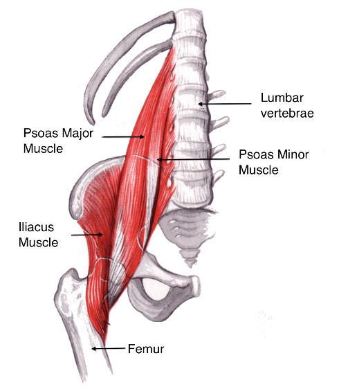 Psoas Major muscle The psoas major is a long fusiform muscle located on the