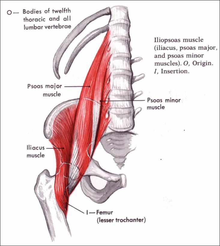 Psoas Major muscle Origin:- The psoas muscle arises from the transverse