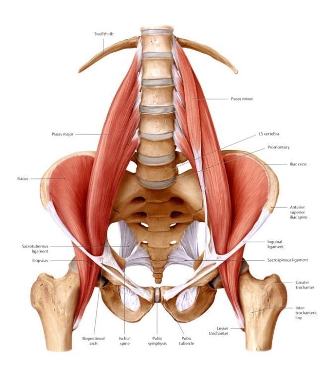 Psoas Major muscle It joins the iliacus muscle to form the