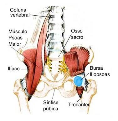 The tendon is separated from the hip capsule by the iliopsoas