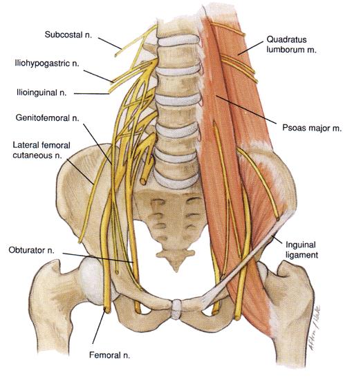 Psoas Major muscle Innervation:- Innervation of the psoas major