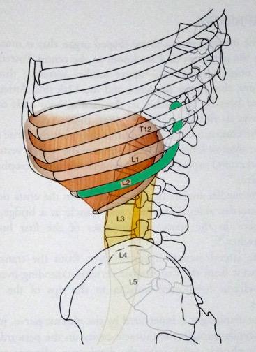 Key Points 1 Thoracotomy is inevitable if the 10 th rib is removed and insertion is performed Pulmonary alveoli become visible through the pleura at the point between the 10 th and 11 th ribs, or 11