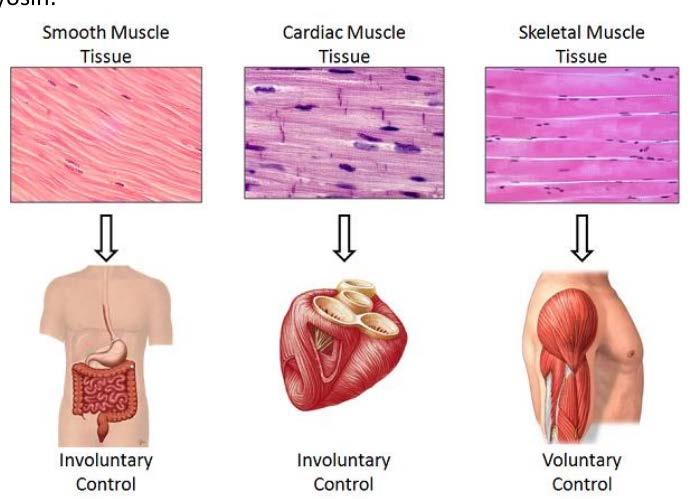 Dr. Khalida Ibrahim Medical Biology MUSCLE TISSUE 1. Muscle tissue is characterized by its well-developed properties of contraction. 2.