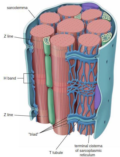 T-system of tubules Tubular invaginations of the sarcolemma penetrate the myofibers in a transverse direction.
