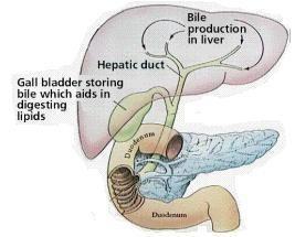 Liver It is the largest organ in the mammalian body. It secretes bile which is stored in the gall bladder.