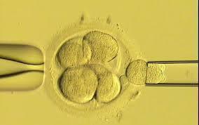 their contribution Fertilized eggs grown in culture for 5 days (to blastocyst stage) calls from clinic daily to