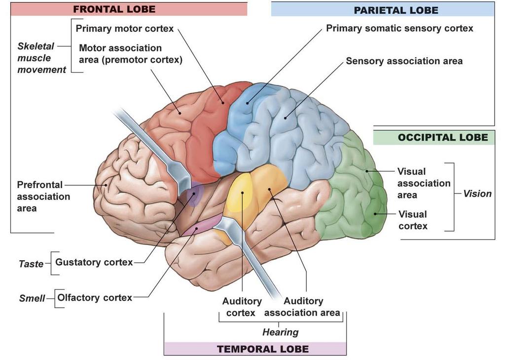 CNS part 2 & Intro to Sensory Systems Brain Function Important Concepts Functional areas of the cerebral cortex Sensory, Motor, Association Cerebral lateralization each hemisphere has functions not