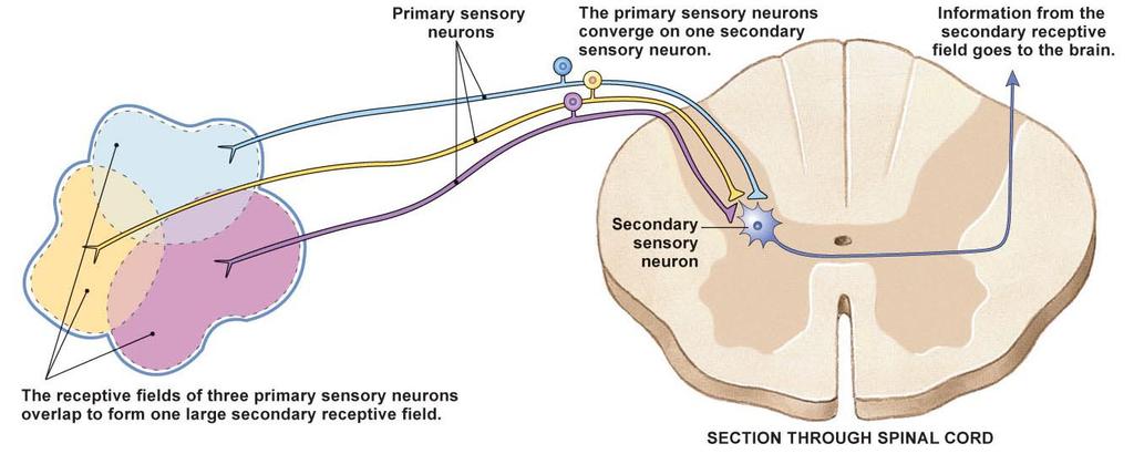 Sensory Transduction Conversion of a physical stimulus into an electrical signal Ion channels or second messengers initiate membrane potential change Adequate stimulus: form of energy to