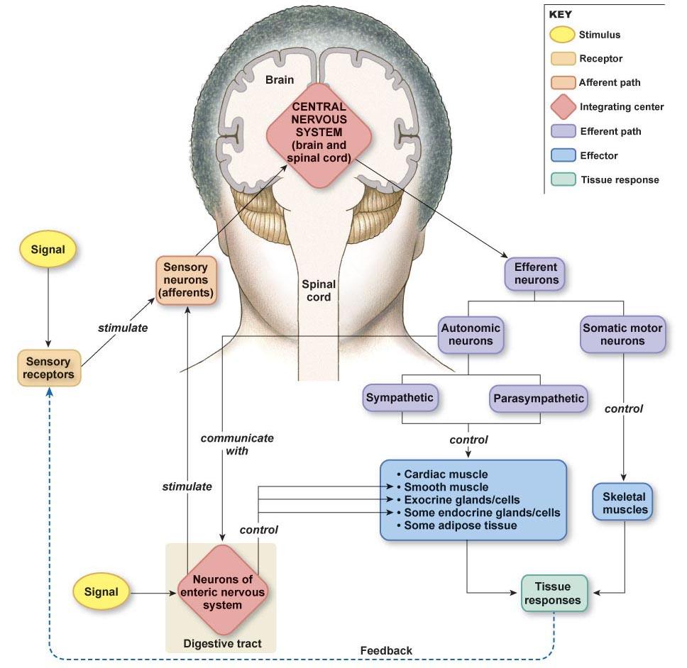 General properties of sensory systems Somatic senses Chemoreception: smell and taste The ear: