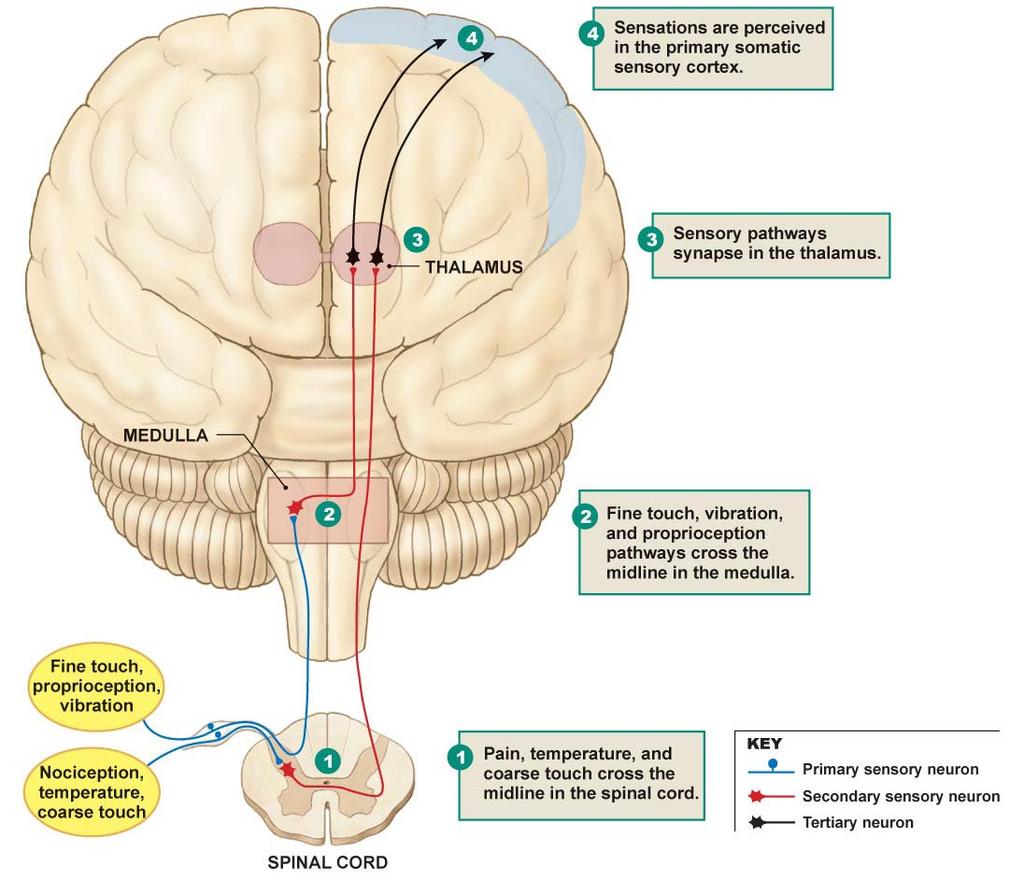 Sensory Physiology Important Concepts Somatosensory Pathways Chain of neurons from the receptor organ to the cerebral cortex responsible for the perception of the senses Somatic Sensory Pathways to