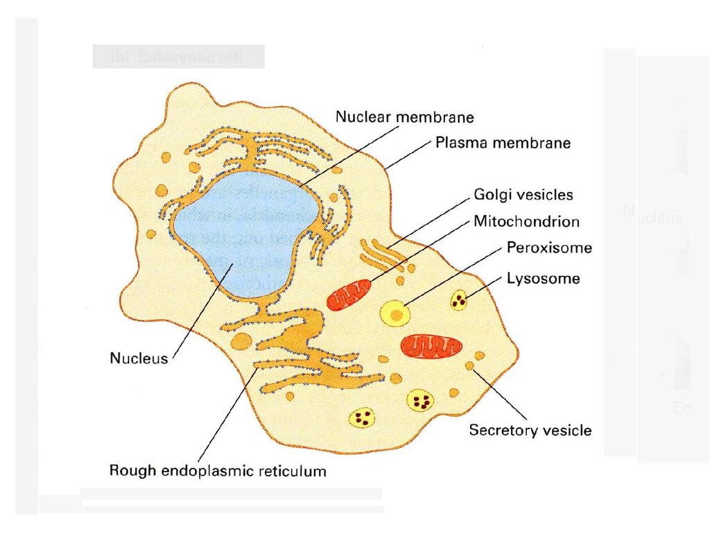 Eucaryotic cell Alberts et al :