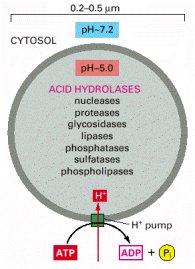 Lysosomes Membrane-bound organelles with acidic interior Degradation of