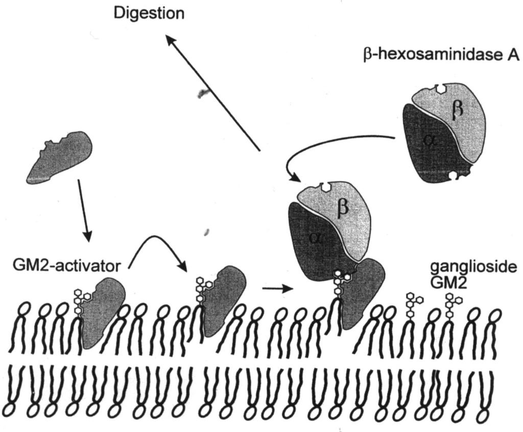 Proposed mechanism of action of GM2