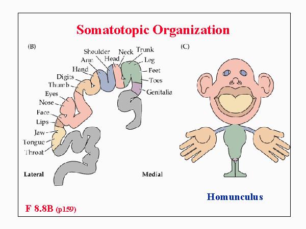 Somatotopic Map 30 http://aids.hallym.ac.