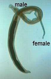 MORPHOLOGY Size: - Female 12 to 26