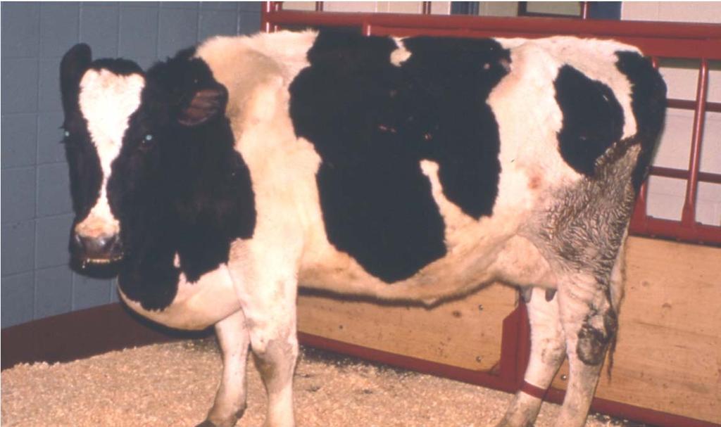 Brisket Disease in Cattle Subcutaneous