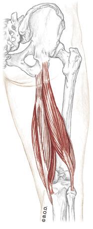 Hamstrings! Trail Guide, Page 311" The hamstrings are located along the posterior thigh. Compared to the quadriceps, they are not as massive.