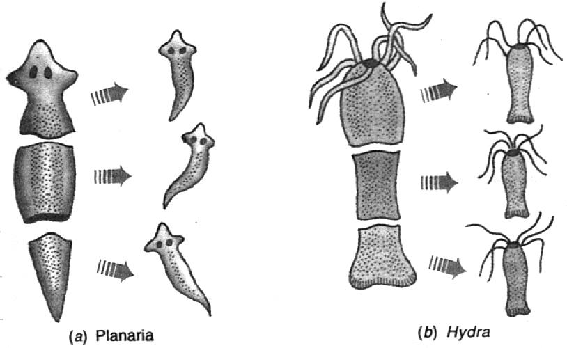 5. REGENERATION : When the simple animals like Hydra Planaria develop a new individual from their broken older part it is known as regeneration.