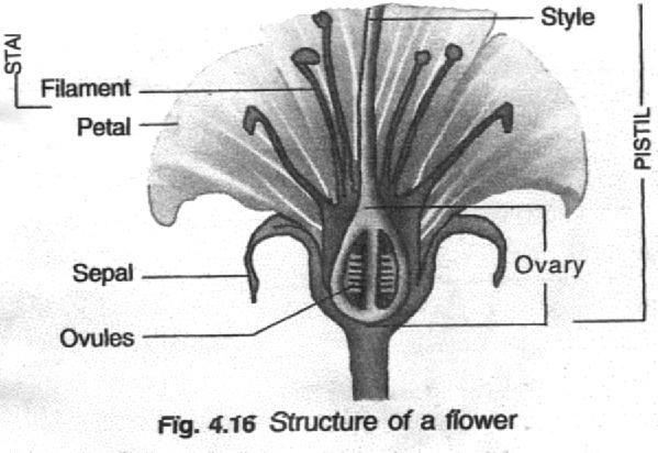 FLOWERS Bisexual Flowers Both male and female reproductive part i.e., stamen & carpel present. Eg.