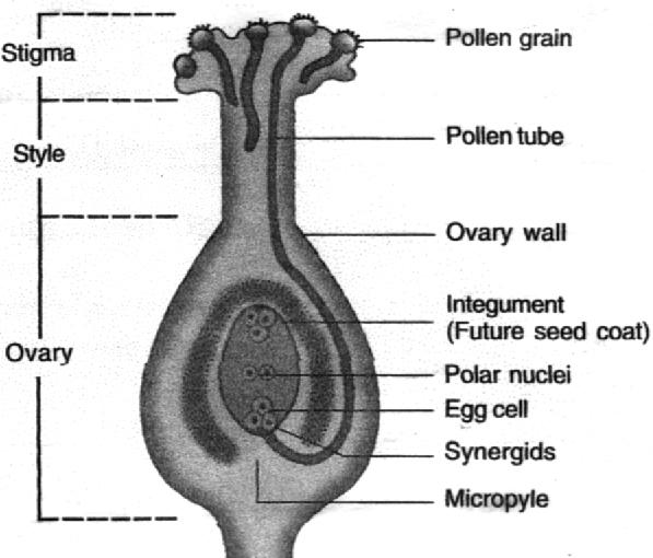 Fertilization : The fusion between the pollen grain and female egg cell. It occurs inside the ovary. Zygote is produced in this process.