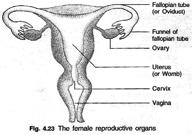 The sperms along with the secretion of prostate gland and seminal vesicle, together constitute semen, which is released and made to enter into the female genital tract during Copulation.