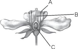 (b) Style and ovule both have germ cells. (c) Wind and water. 6. (a) What is the difference between self pollination and cross pollination?