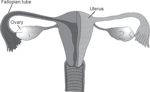 (ii) Testes : The formation of male germ cells or sperms take place in it.