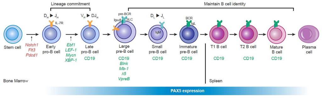 PAX5 Regulator of normal lymphoid development Germline loss of PAX5 expression noted in rare autosomal dominant ALL Altered PAX5