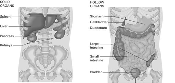 Abdominal Anatomy and Physiology Abdomen Region between diaphragm and pelvis Contains many