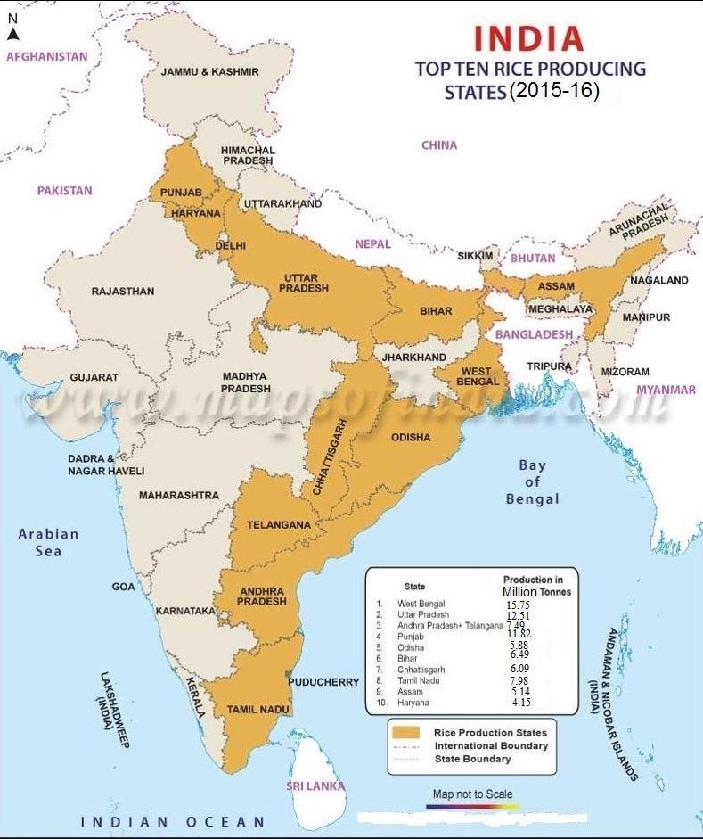 Top Rice Producing States in India 1. West Bengal 2. Uttar Pradesh 3. Andhra Pradesh 4.