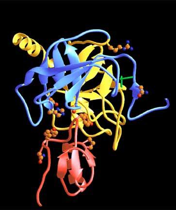 Trypsinogen Regulation Trypsin(ogen) The master enzyme controlling all other digestive