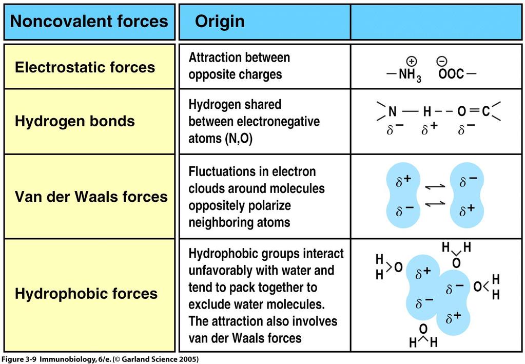 The noncovalent forces that hold