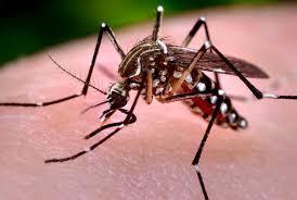 Transmission/Incubation Period Aedes genus mosquitoes: Aedes aegypti Aedes albopticus Aedes hensilii